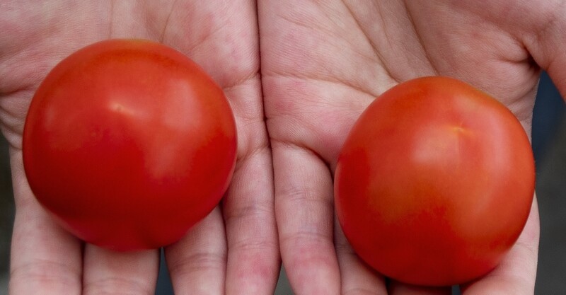 유전자편집 토마토, 비타민D의 새 공급원이 될까