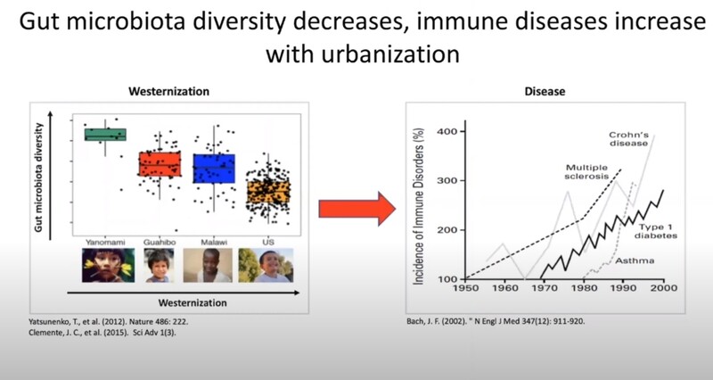 20세기 후반 도시화가 진전되면서 사람들의 장내 미생물 다양성은 감소하고 면역 질환은 증가했다. 글로리아 도밍게즈-벨로 교수