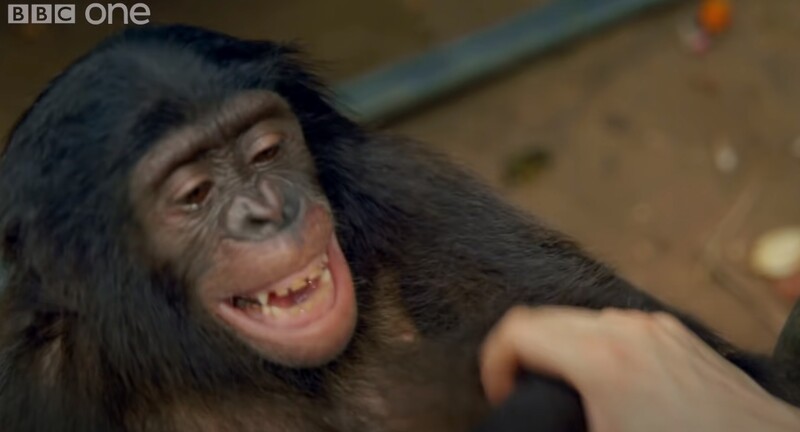 간지럼을 태우자 웃음소리를 내는 침팬지. BBC 유튜브 갈무리(https://www.youtube.com/watch?v=hhlHx5ivGGk)
