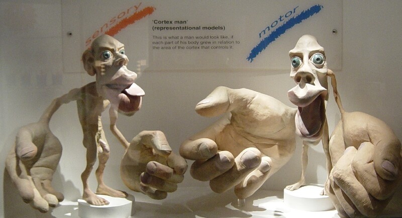 감각을 관장하는 감각 호문쿨루스(왼쪽)와 운동을 관장하는 호문쿨루스(오른쪽)를 표현한 인형. 인형 모습이 기형인 것은 각 신체 부위를 담당하는 뇌신경 영역의 크기를 반영해 그 비율대로 제작했기 때문이다. 위키피디아