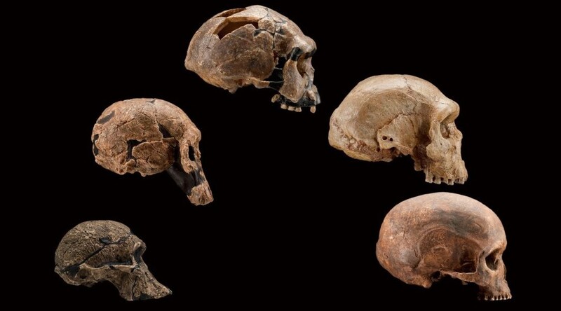 지난 250만년의 인간 진화를 보여주는 두개골 화석. 왼쪽부터 오스트랄로피테쿠스 아프리카누스(남아공, 250만년 전), 호모 로돌펜시스(케냐, 190만년 전), 호모 에렉투스(인도네시아, 100만년 전), 호모 하이델베르겐시스 페트랄로나(그리스, 35만년 전), 호모 사피엔스(남아공, 4800년 전). 미 국립자연사박물관 제공