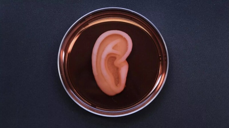 인체 세포를 이용해 3D바이오프린팅 기술로 만든 이식용 귀. 3디바이오테라퓨틱스 제공