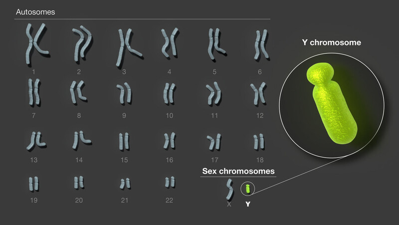 Y 염색체는 23쌍의 염색체 중에서 크기가 가장 작다. 미 국립보건원 제공