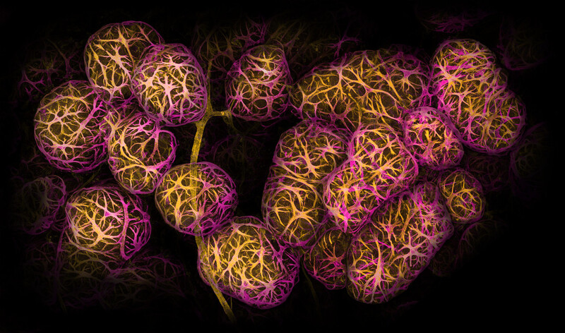2022 니콘스몰월드 2위 ‘유방 조직의 유선포와 이를 둘러싼 근상피세포’. 40배 확대 사진이다. Caleb Dawson