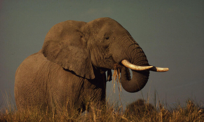 아프리카사바나코끼리는 유전자가 가장 많은 종으로 밝혀졌다. 세계자연기금(WWF) 제공