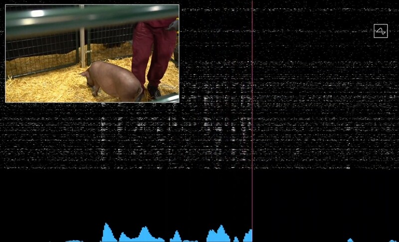 돼지의 뇌 이식 칩이 코에서 전달되는 신호를 실시간으로 기록하고 있다.