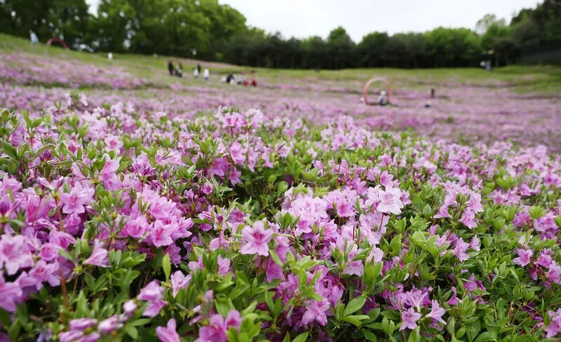 The rhododendrons were in full bloom at the Mt. Buram &ldquo;Healing Town&rdquo; park. (Park Mee-hyang/Hankyoreh)