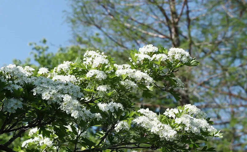 Now&rsquo;s the perfect time to visit Sunyudo Park, as the spring flowers reach full bloom. (Park Mee-hyang/Hankyoreh)