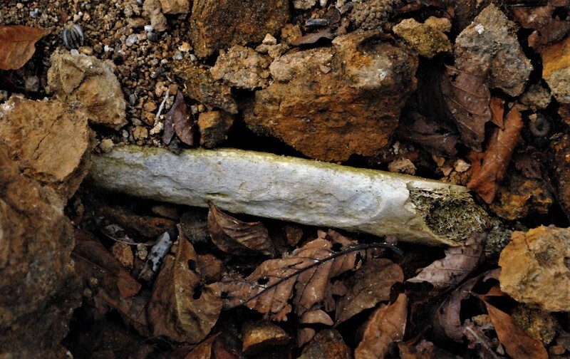 비무장지대 인제 지역에서 발견한 유골. 한국전쟁 당시 전사한 병사의 유골로 추정된다. 서재철 제공