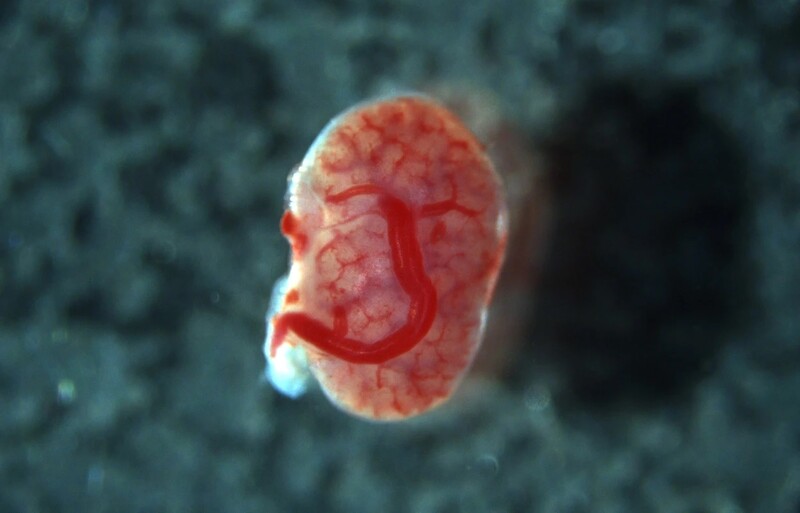 신장 조직 이식 수술을 받은 생쥐의 태아. K. Morimoto et al./bioRxiv