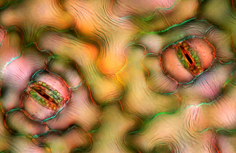 19위, 화초로 많이 키우는 평화백합(스파티필룸) 잎의 숨구멍(40배율). Marek Miś/Nikon Small World