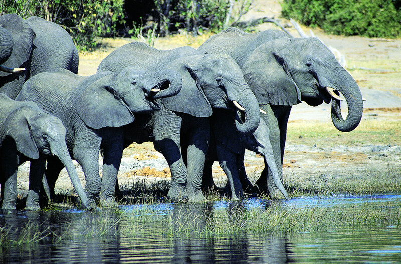 코끼리는 보통 나이 든 암컷 코끼리를 주축으로 하는 모계 씨족사회를 이뤄 살아간다. 코끼리 무리의 리더는 가장 나이 많고 현명한 암컷 가모장이다. 한겨레 자료