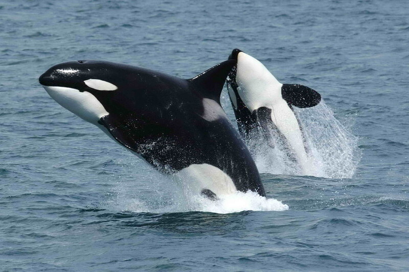 범고래는 유전자 변이 분석 결과 멸종 위험이 매우 높은 것으로 드러났다. 위키피디아