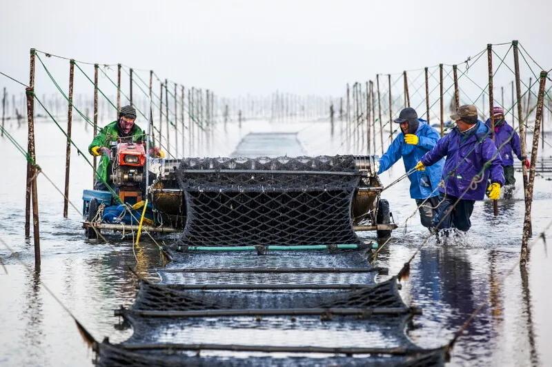 400년 전통 고창 지주식 김 양식업 '다시 시작' - 뉴스 썸네일 이미지
