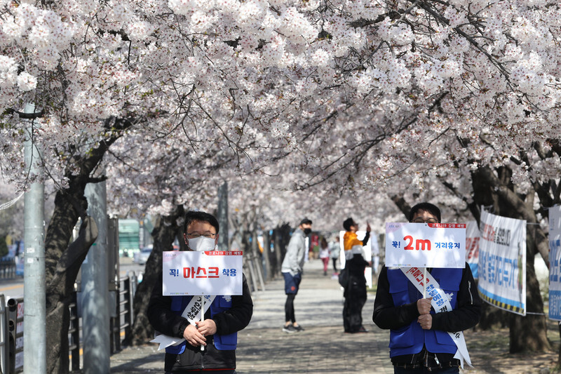 City workers hold up signs urging people to wear masks and maintain a distance of 2m from other people outside a street lined with cherry blossoms near Seoul’s Yeouinaru Station on Apr. 5. (Kim Bong-gyu, senior staff writer)