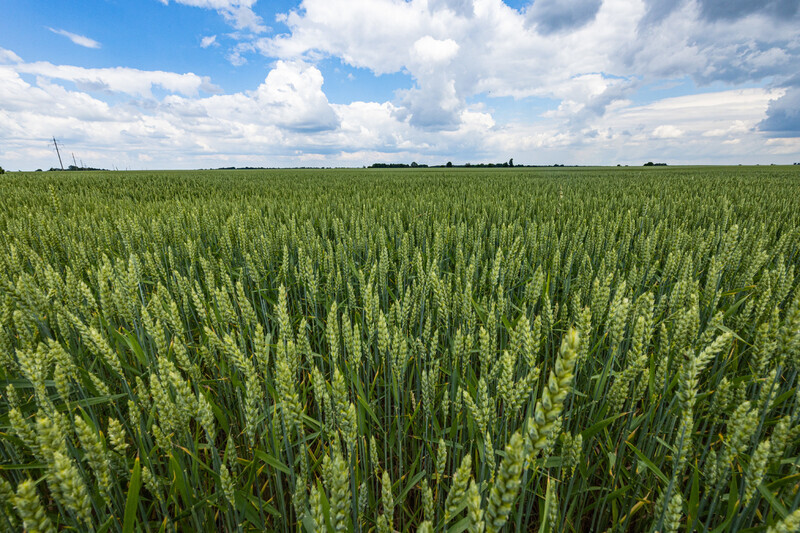 A field of wheat located around 40 kilometers south of Kyiv ripens under blue skies on June 18. (Yonhap News)
