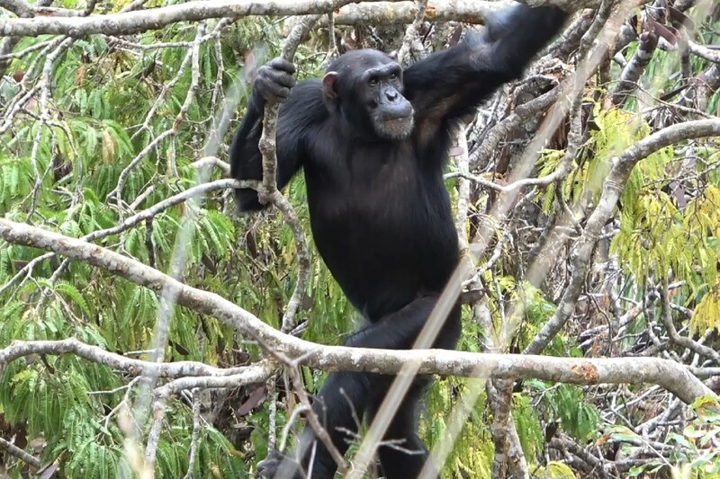 이사밸리의 침팬지는 숲과 초원이 혼합된 환경에 살고 있음에도 열대림에 사는 침팬지만큼 나무에서 보내는 시간이 많았다. Rhianna Drummond-Clarke 제공
