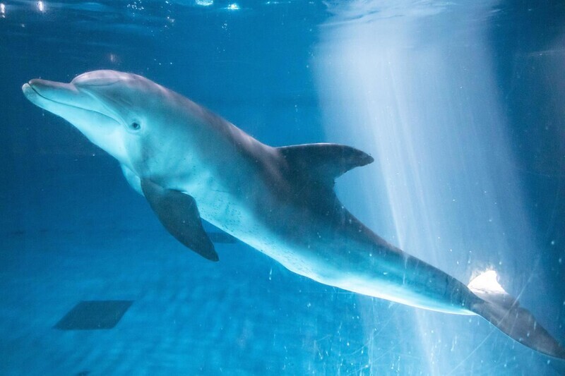 Bibong, an Indo-Pacific bottlenose dolphin that had been illegally poached near Biyang Island in Jeju in 2005 shown here, was released into the sea last fall, but has not been heard from since. (courtesy of the Ministry of Oceans and Fisheries)