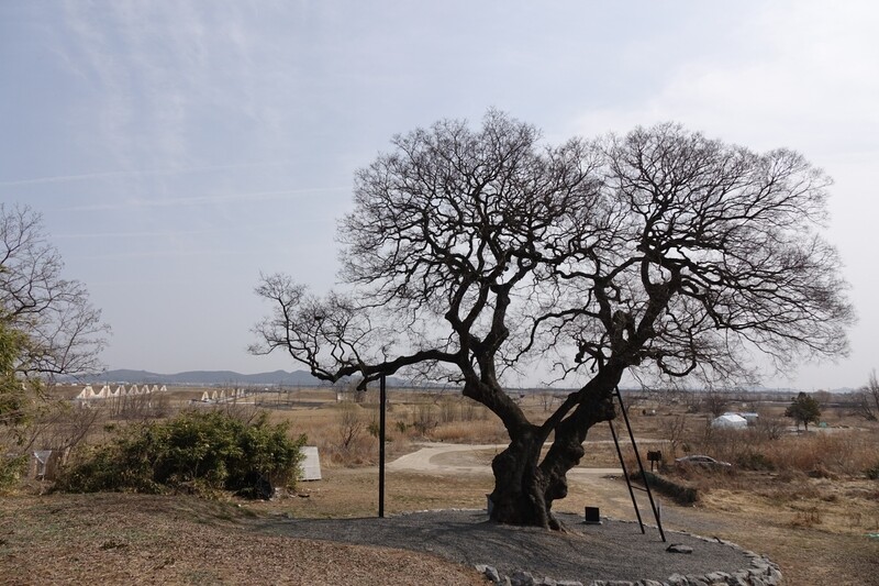 2023년 3월8일 전북 군산시 옥서면 하제마을 팽나무와 나무 왼쪽 너머로 보이는 주한미군기지 탄약고(왼쪽). 팽나무 주변에 빼곡했던 집들은 2009년부터 국방부에 수용돼 철거됐다. 김양진 기자