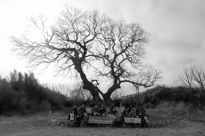 2022년 3월 ‘하제 팽나무’ 앞에 모인 사람들. 장영식 사진작가 제공