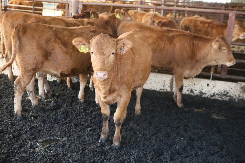 과거 가축 개량의 목표는 ‘점도 많은 고기를 얻는 것’이었는데, 최근 소와 관련해서는 ‘탄소를 적게 배출하는 소’로 바뀌었다. 남종영 기자