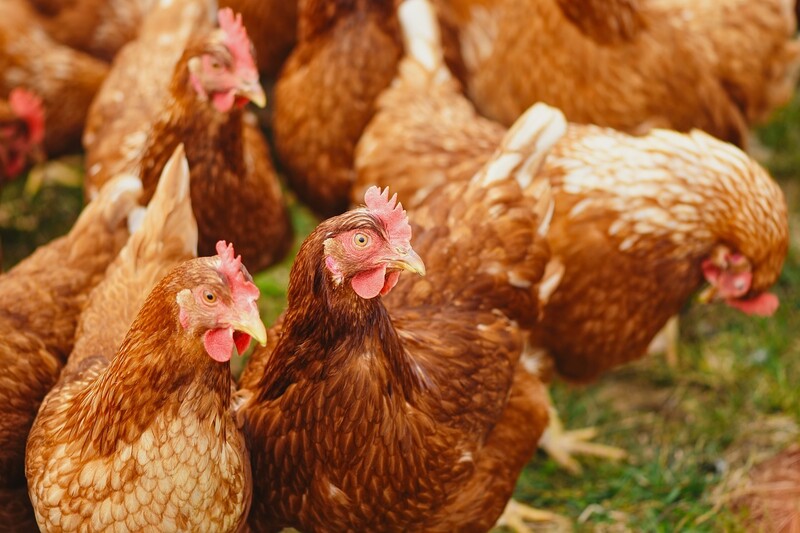 연구진은 20년 후에는 양계장에서 유전자 편집 닭을 사육할 수 있을 것으로 내다봤다. 픽사베이