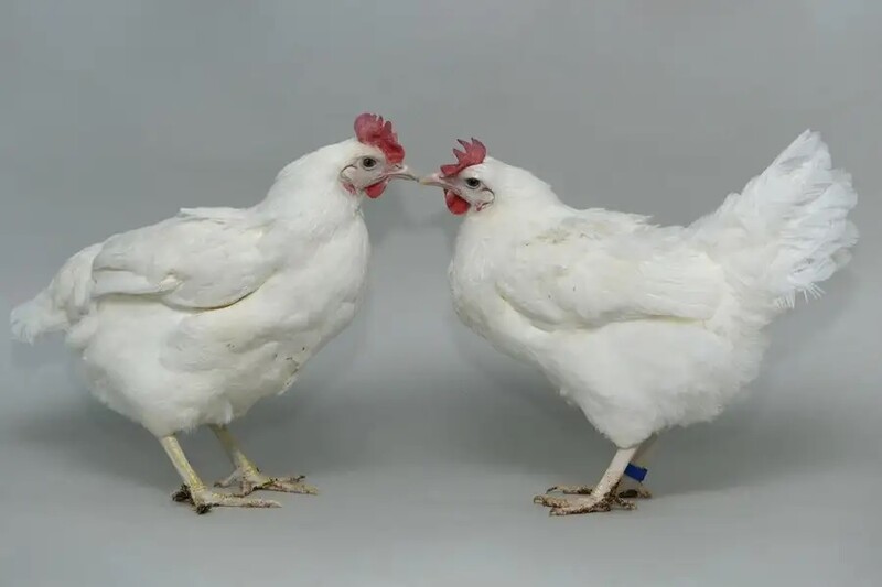 조류 인플루엔자에 저항성을 갖도록 유전자 편집된 닭(오른쪽, 다리에 파란 띠를 두름)과 일반 닭. 네이처 커뮤니케이션스