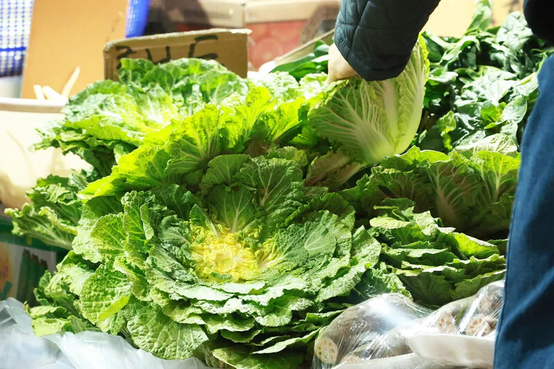 "희원아, 봄동 먹어라"...제철 열풍에 식품업계도 봄·봄·봄 - 뉴스 썸네일 이미지