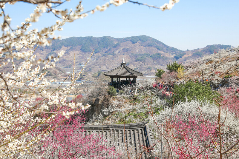 광양매화마을 전경. 전남 광양시 제공