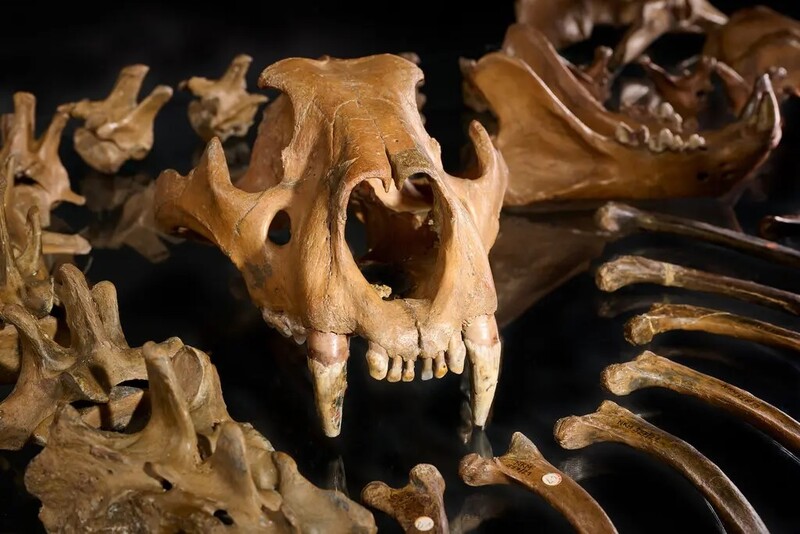1985년 바이에른 알프스의 지그스도르프 근처에서 발견된 약 4만8천년 전의 동굴사자 두개골. 레딩대 제공