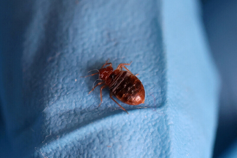 A bedbug rests on the glove of a pest exterminator in Paris, France, in September. (Reuters/Yonhap)