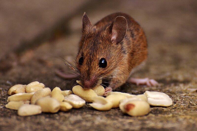 생쥐의 식욕을 조절하는 뉴런 시스템은 사람한테서도 비슷하게 발견된다. 픽사베이