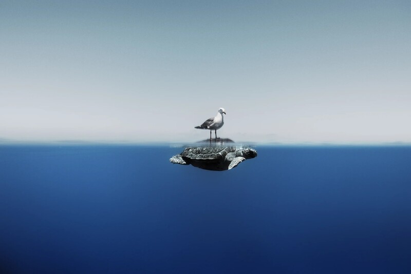 거북이 등에 탄 갈매기. Enric Gener/Ocean Photographer of the Year 2024
