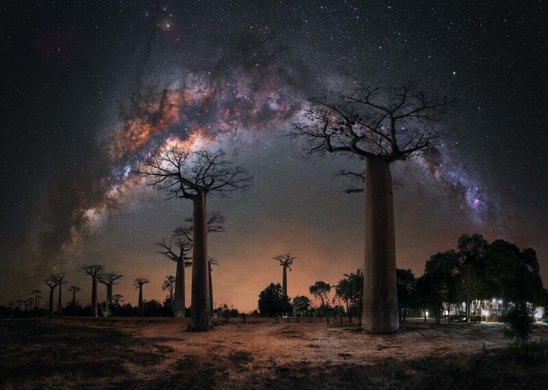 바오밥나무의 밤.  Steffi Lieberman/마다가스카르/Capture the Atlas