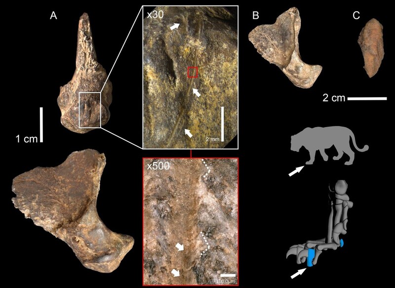 2019년 독일 유니콘동굴에서 발굴된 동굴사자 발가락과 발뒤꿈치 뼈. 사이언티픽 리포트(DOI: 10.1038/s41598-023-42764-0)