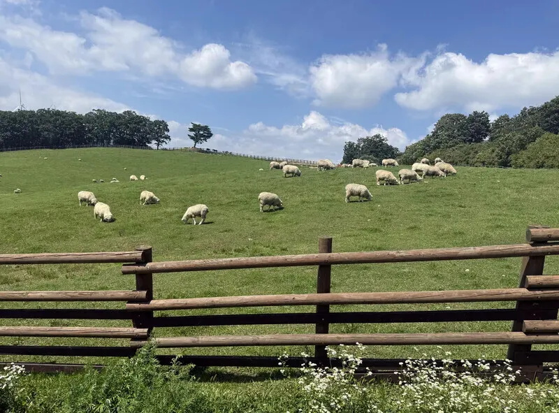 Sheep graze at Daegwallyeong Sheep Farm. (Park Mee-hyang/Hankyoreh)