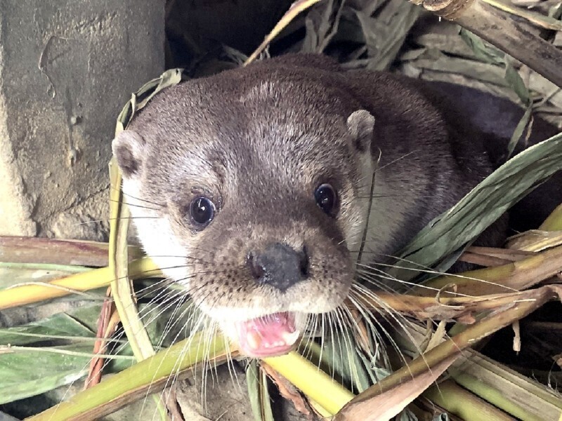 The Kinmen Eurasian otter is a protected species found in Taiwan. (courtesy Greenpeace)