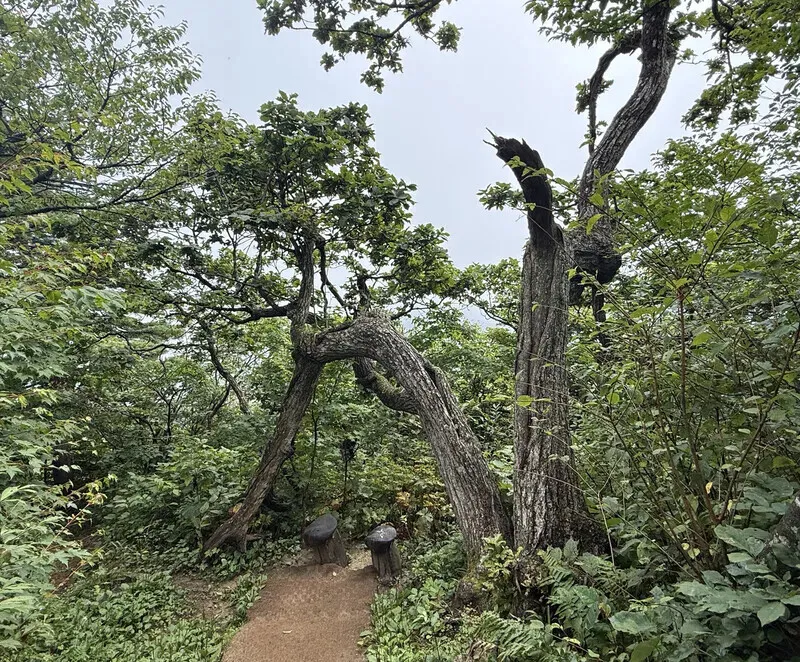 “SNU Yew” is a site of pilgrimage for the parents of high school seniors. (Park Mee-hyang/Hankyoreh)