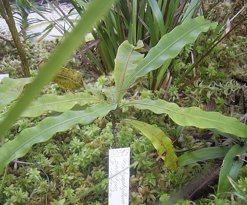 트리피오필룸 펠타툼은 서아프리카 열대우림에 서식한다. 위키미디어 코먼스
