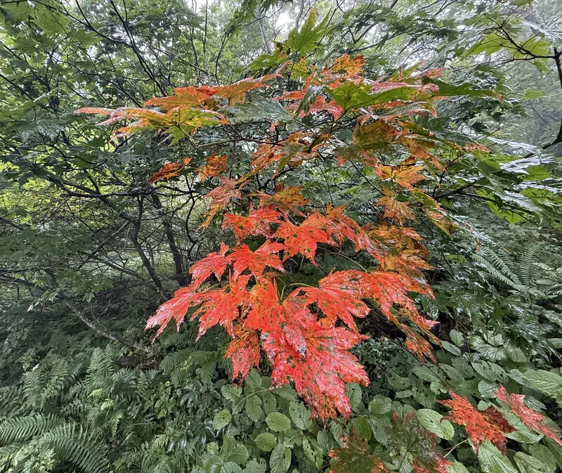 A lone maple in a sea of yews. (Park Mee-hyang/Hankyoreh)