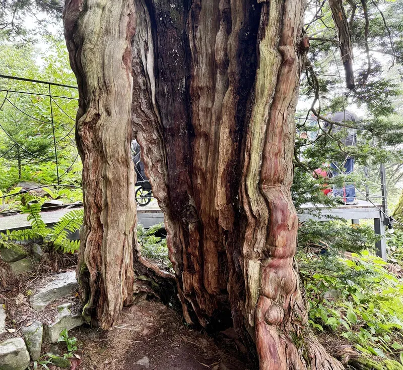 “Confession Yew” is almost entirely hollow. (Park Mee-hyang/Hankyoreh)