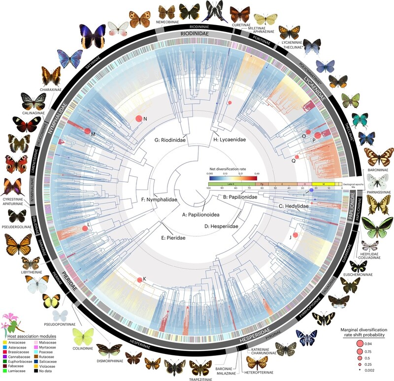 과학자들이 2000종 이상의 DNA를 사용해 만든 나비의 진화 계통도. 네이처 생태와 진화