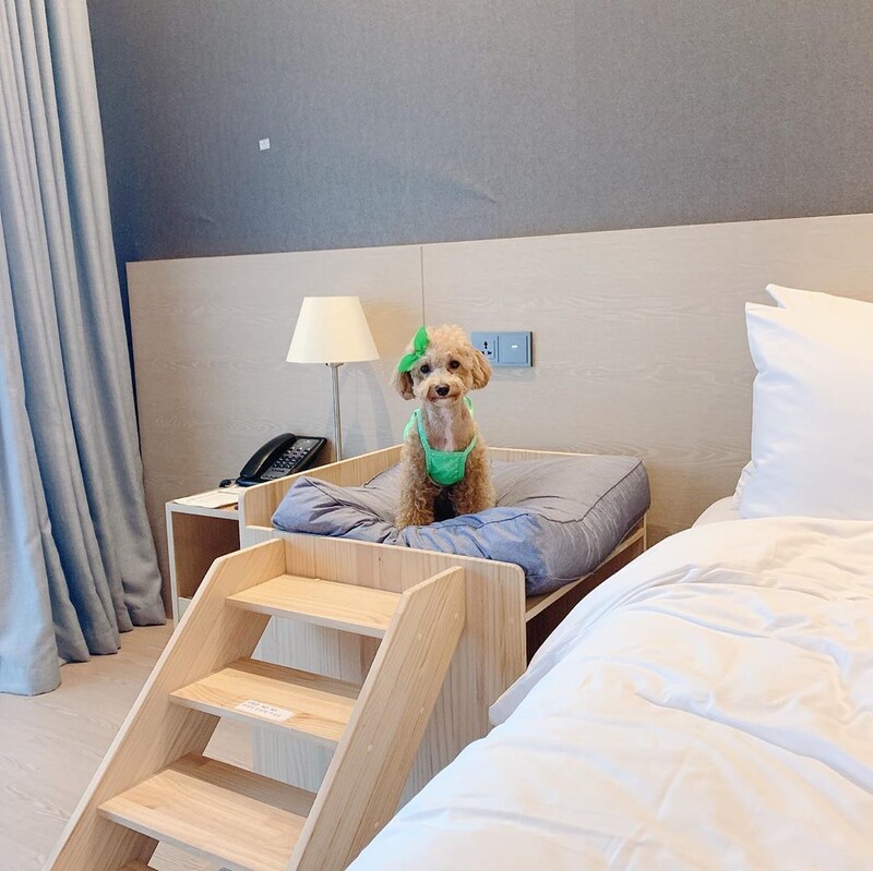 반려견 침대 등 동물을 위한 배려가 돋보이는 강원도 강릉 세인트존스 호텔. 사진 펫츠고트래블 제공