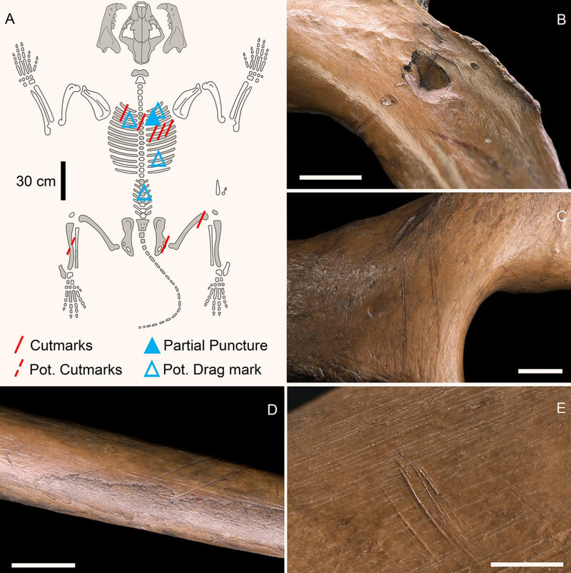 지그스도르프에서 발굴된 동굴사자의 유골. (B)가 이번 연구에서 네안데르탈인이 창으로 찌른 흔적으로 추정한 세번째 갈비뼈의 구멍이다. (A)는 발굴된 전체 유골과 인공적 변형 자국이 있는 위치, (C)는 절단 자국이 있는 오른쪽 치골. (D)는 절단 자국이 있는 네번째 갈비뼈, (E)는 절단 자국이 있는 대퇴골. 참조용 표시 막대선 길이는 1cm. 사이언티픽 리포트(doi: 10.1038/s41598-023-42764-0)