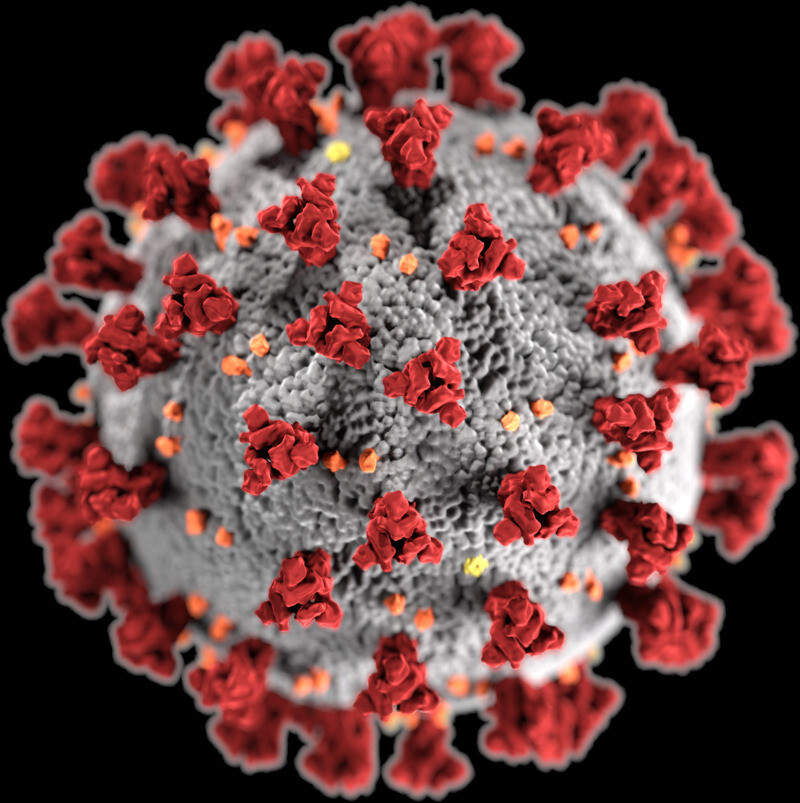 A structural model of the novel coronavirus (provided by US Centers for Disease Control and Prevention)