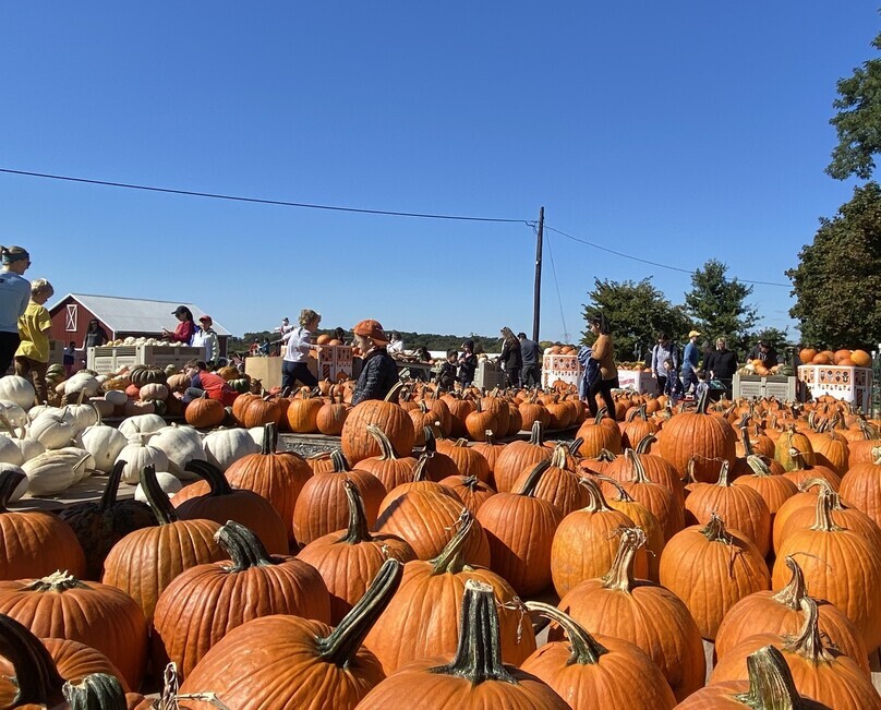 Many Americans seek out pumpkin patches in October in order to find pumpkins fit for carving into jack-o’-lanterns. People can be seen at one such pumpkin patch in Maryland on Oct. 11. (Choi Sung-jin/The Hankyoreh)
