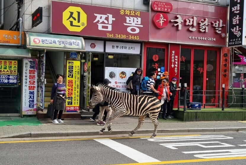 A zebra that escaped from Seoul Children’s Grand Park in the city’s Gwangjin District roams around a housing complex on March 23. (courtesy of a reader)
