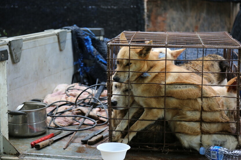 지난해 7월 동물단체 카라가 경기 여주시 불법 개도살장을 급습했다. 당시 현장에는 개 31마리 등이 전기쇠꼬챙이를 이용한 도살 직전에 구조됐다. 카라 제공