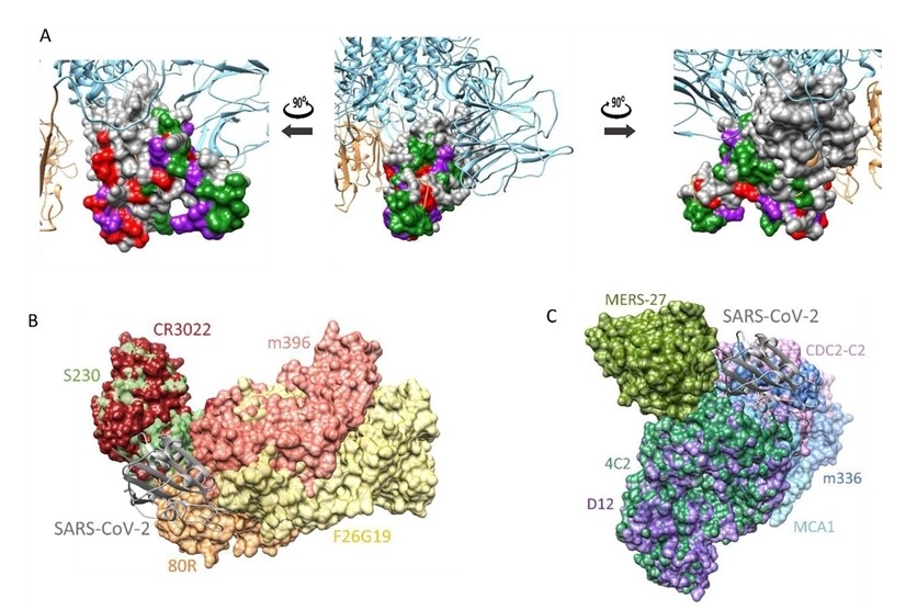코로나19 바이러스 스파이크 단백질의 3차원 구조(A)와 사스 중화항체 (B) 및 메르스 중화항체(C) 결합 예측 그림. 화학연구원 제공