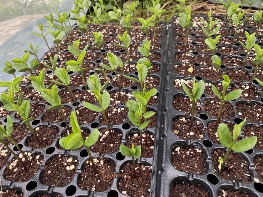 모종판에서 콩이 최선을 다해 잎을 피워내고 있다.